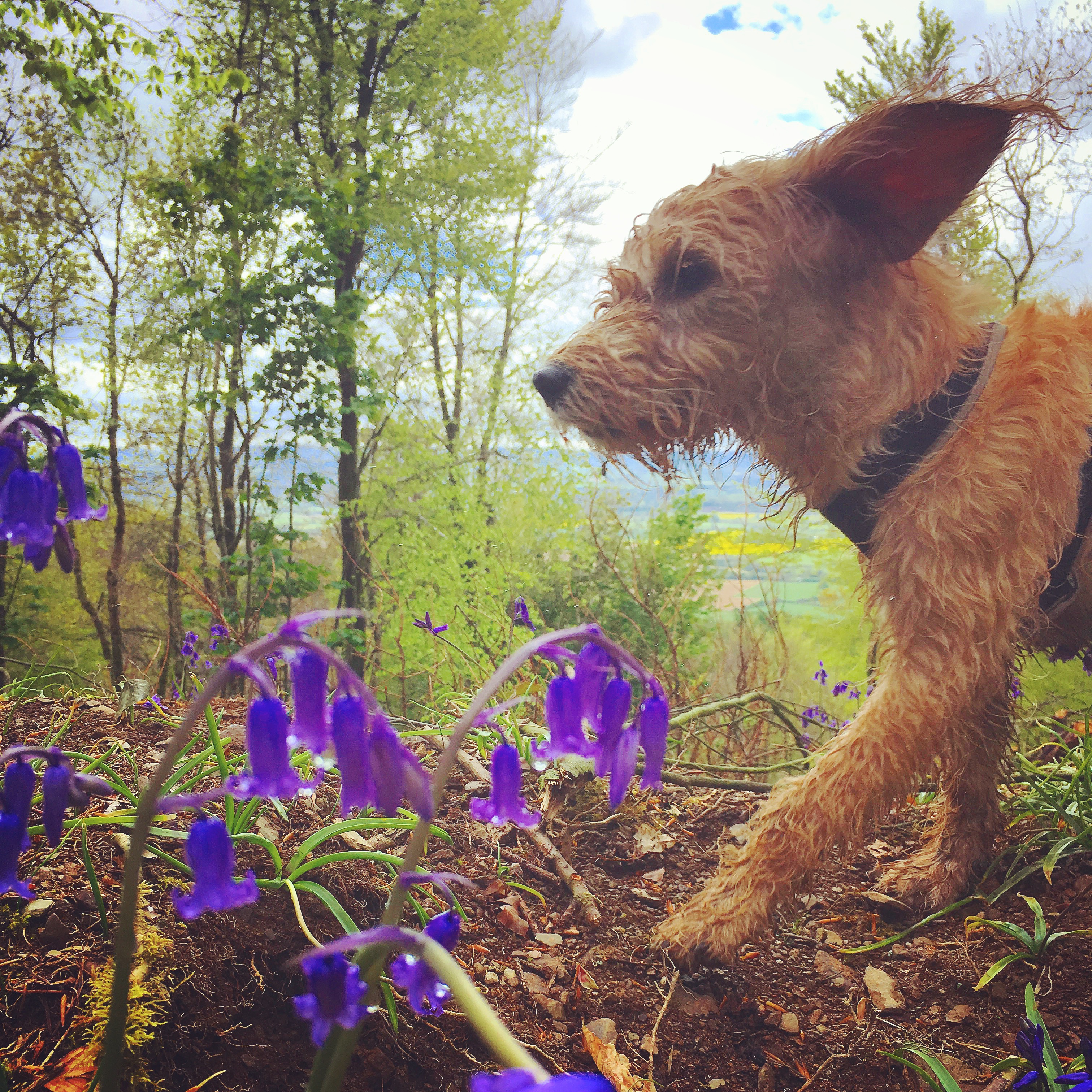 Dogs & Pretty Flowers, Hidden Dangers!