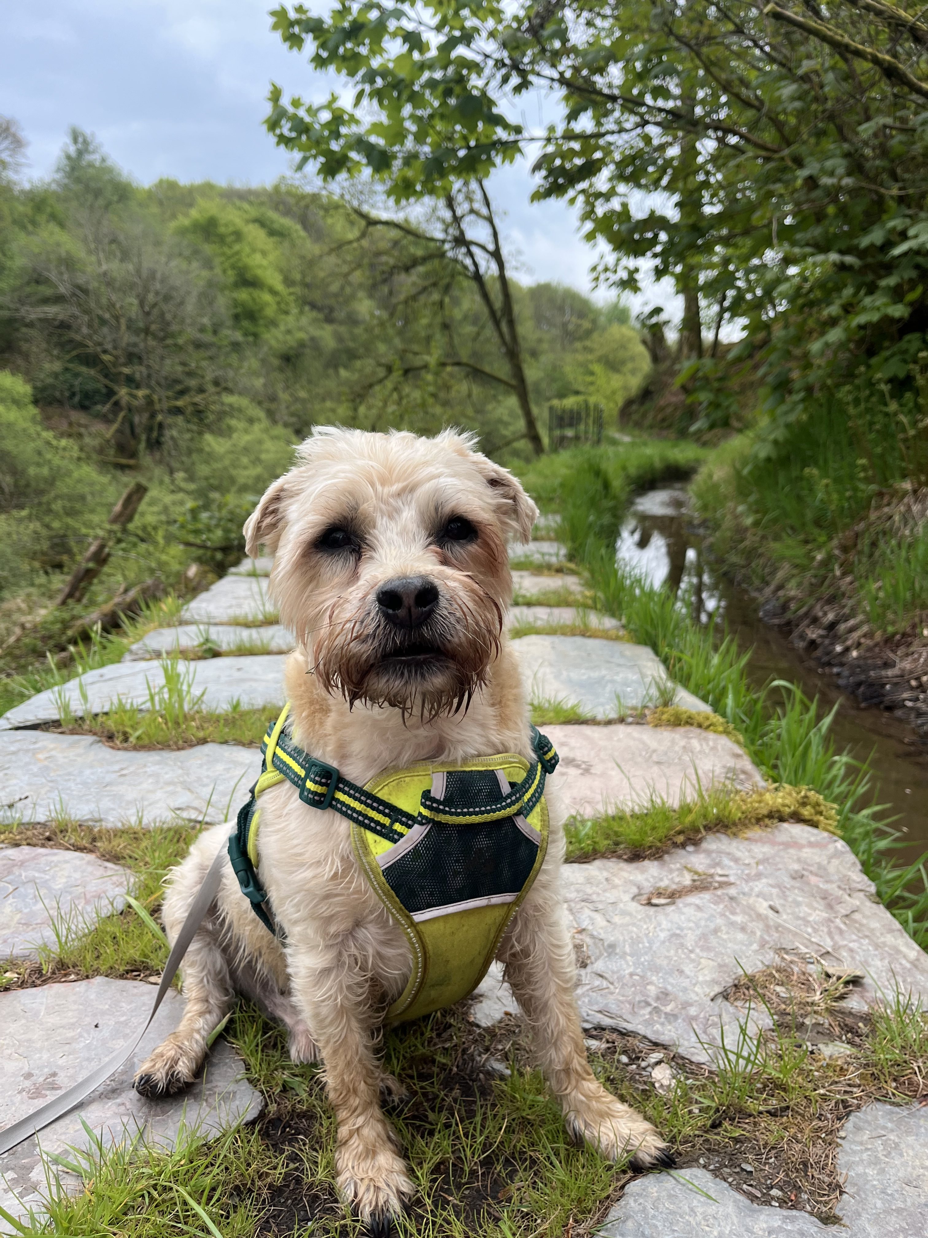Meet Dexter The Time On Our Hounds Mascot