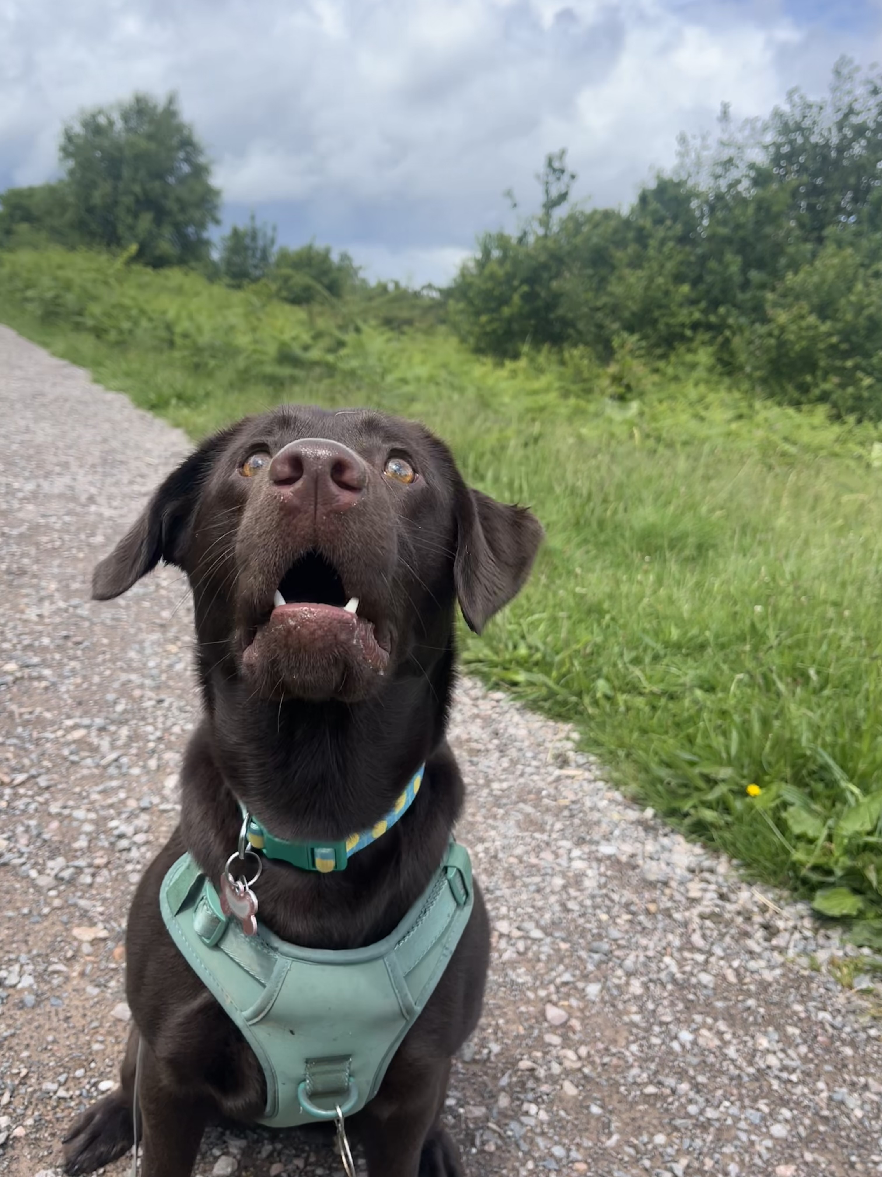 Time On Our Hounds Quiz (June 2026)